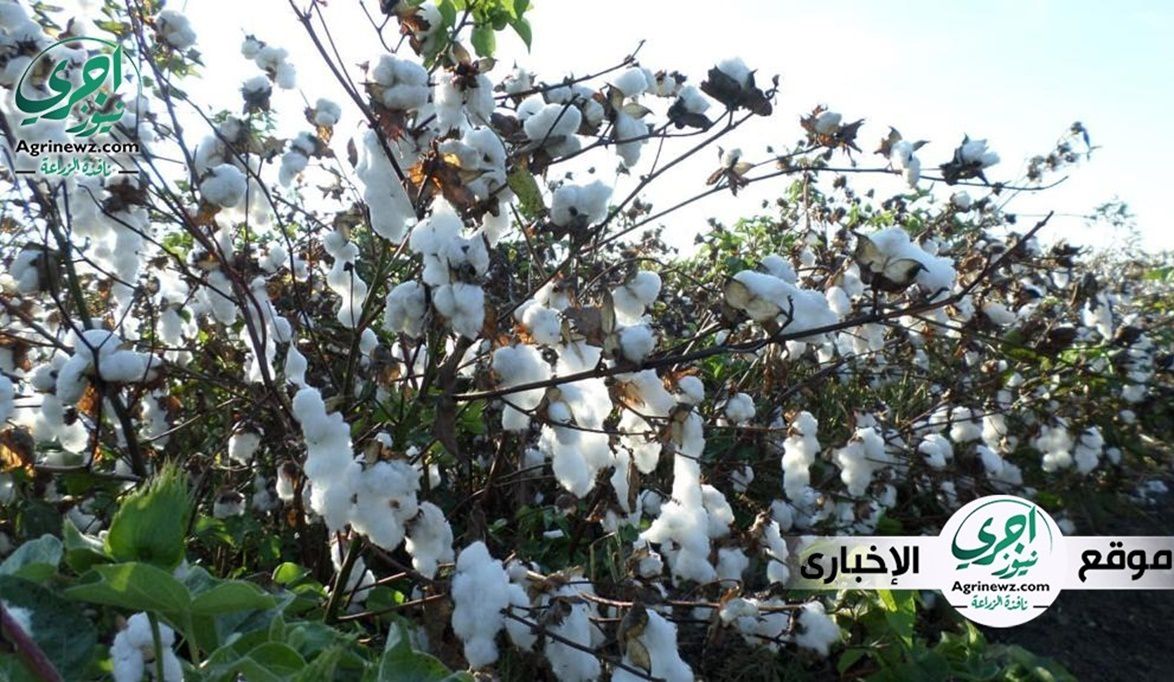 قرار وزاري جديد لضبط سوق القطن: حظر حلج الأصناف غير المرخص بها