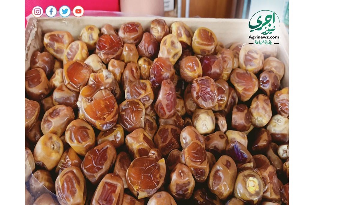 لكل مزارع اليك اسرار زيادة مكسبك من بيع التمور من الجودة الي الأنتاج