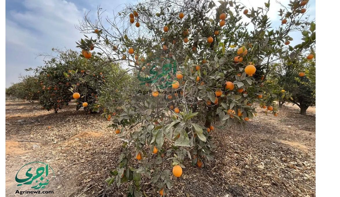 متستناش كتير.. جني الحمضيات في معاده يحافظ على الطعم والجودة