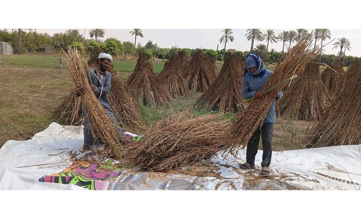 محافظة الإسماعيلية تبدأ حصاد السمسم 2025 وتحقيق جودة عالية في المحصول