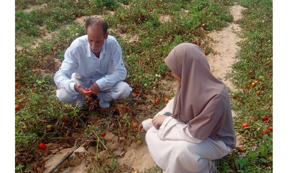 مديرية الزراعة بشمال سيناء تتابع الحقول الزراعية بقرية بالوظة لتقديم الدعم الفني للمزارعين