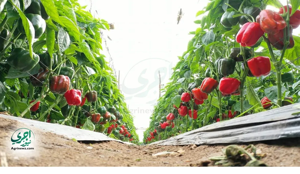 مشروع زراعة فلفل الألوان في الصوب الزراعية خطوات وتكاليف النجاح الأنتاج