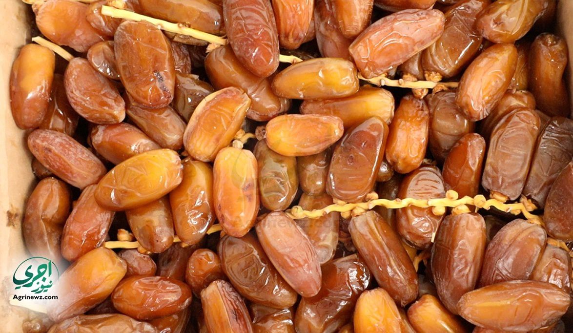 مصر الأولى عالميًا في إنتاج التمور بـ1.9 مليون طن سنويًا