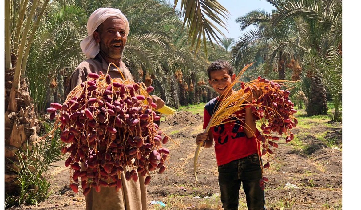 نصائح هامة لمزارعي النخيل بعد الشتل وجمع المحصول لزيادة الإنتاج