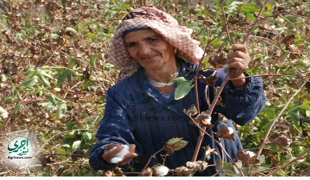 “وش الخير على الفلاح” : القطن المصري يستعيد مكانته في أراضي الشرقية