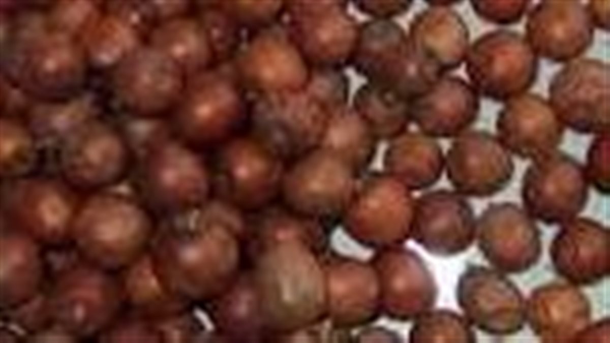 زواج وأخبار سارة.. تفسيرات مختلفة لرؤية النبق لابن سيرين