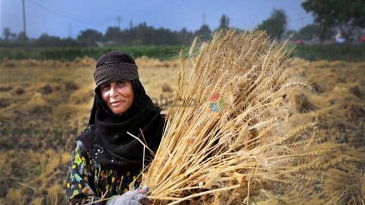 برامج متكاملة لتمكين السيدات الريفيات اقتصاديا واجتماعيا