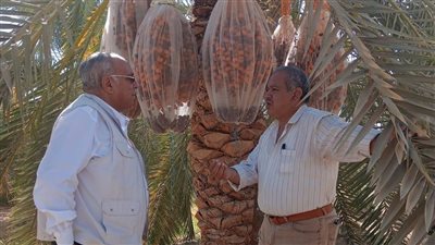 دعم الزراعة العضوية وخدمة المجتمع السيوي.. رئيس مركز بحوث الصحراء يتفقد محطة سيوة