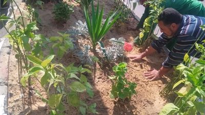 التنمية المحلية: زراعة 18 ألف شجرة بمحافظتي كفر الشيخ والدقهلية.. وتشجير بمحور الشعراوي بمنطقة السيدة نفيسة