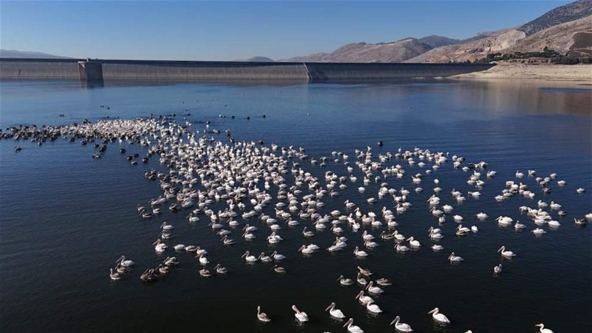 عودة الطيور المهاجرة إلى بحيرة القرعون بلبنان.. مؤشر جديد على تحسن البيئة
