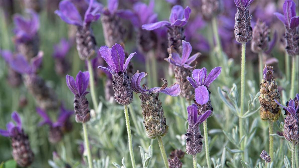 كيف تحول منزلك إلى واحة من الطاقة الإيجابية بالنباتات المنزلية؟