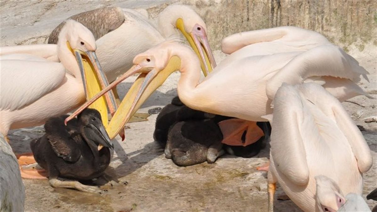 حملة موسعة من البيئة لحصر طيور البجع بطريق العين السخنة