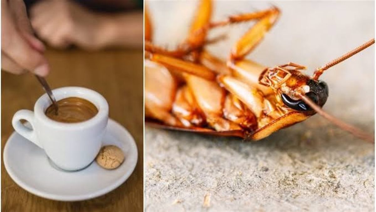 العالم في فنجان.. مشروب الحشرات الصيني رحلة عبر الطقوس والنكهات