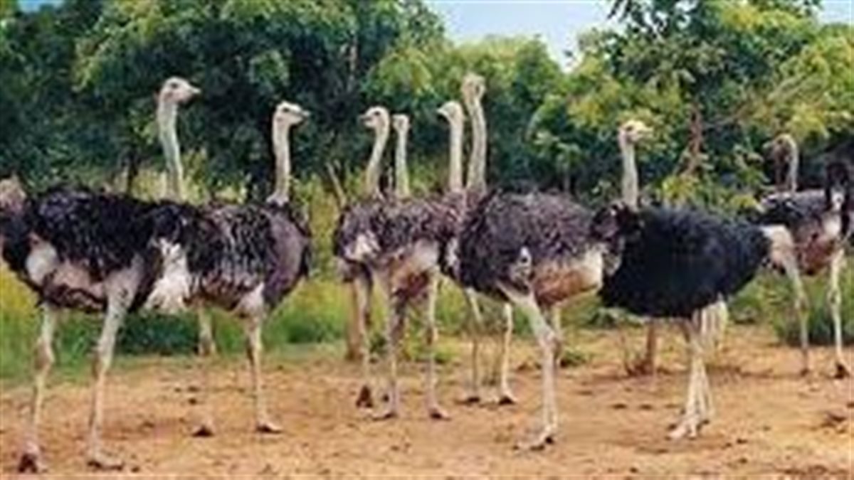 تفسير رؤية النعام في المنام لابن سيرين وعلاقتها بإنجاب الذكر