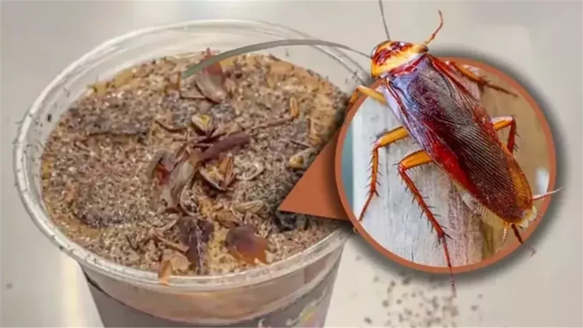 قهوة بالصراصير المطحونة.. متحف حشرات يثير الجدل في بكين
