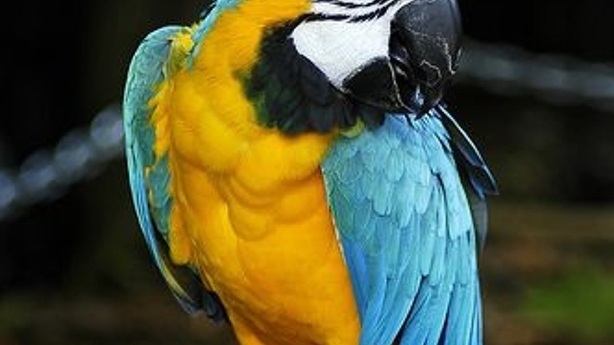 تفسير رؤية البغبغان في المنام لابن سيرين وعلاقتها بالنميمة ونقل الكلام