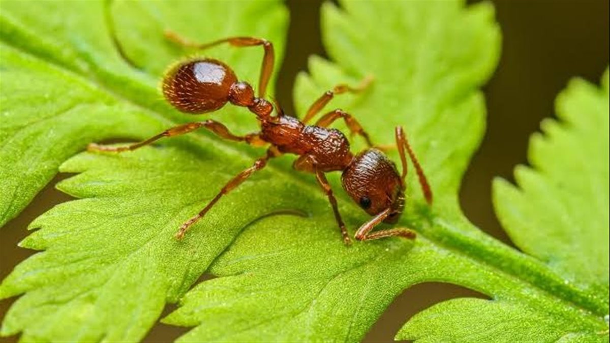 كيف تحمين حديقتك المنزلية أو شرفة غرفتك من غزو الحشرات بطرق طبيعية؟