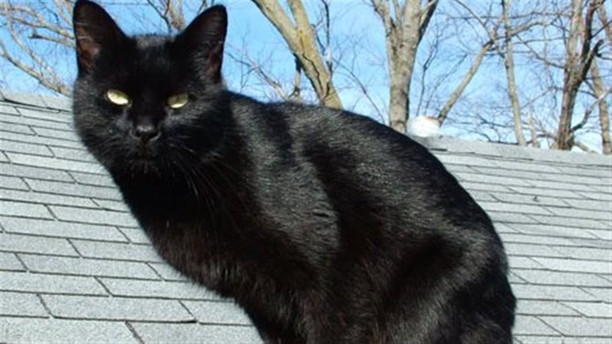 سحر أم حسد؟.. تفسير رؤية القط الأسود في المنام لابن سيرين