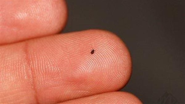 عاجل| استغاثة أولياء أمور مدرسة مودرن سكول من الحشرات.. التفاصيل الكاملة