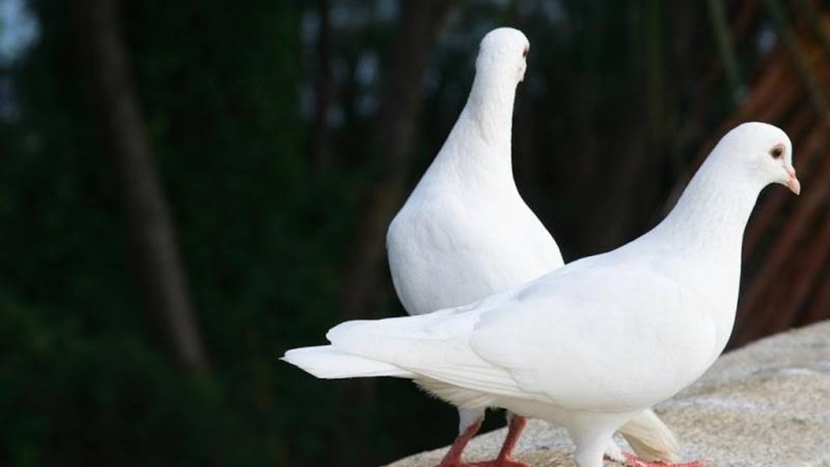 زواج من رجل صالح.. رموز حميدة لرؤية اليمام في المنام