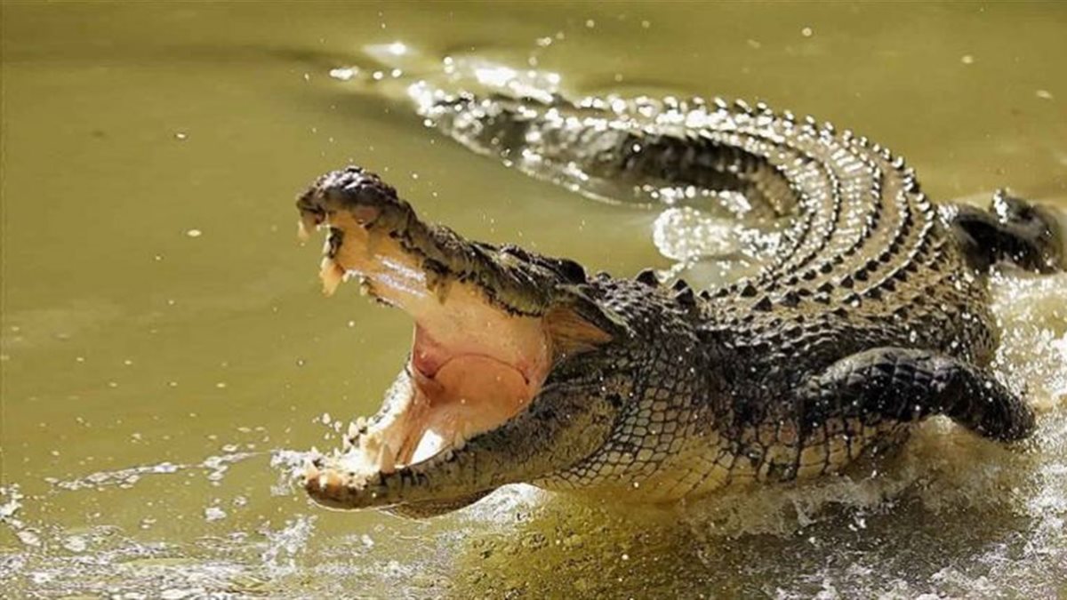 اكتشاف تمساح عاش بمصر منذ 80 مليون سنة.. ما القصة؟