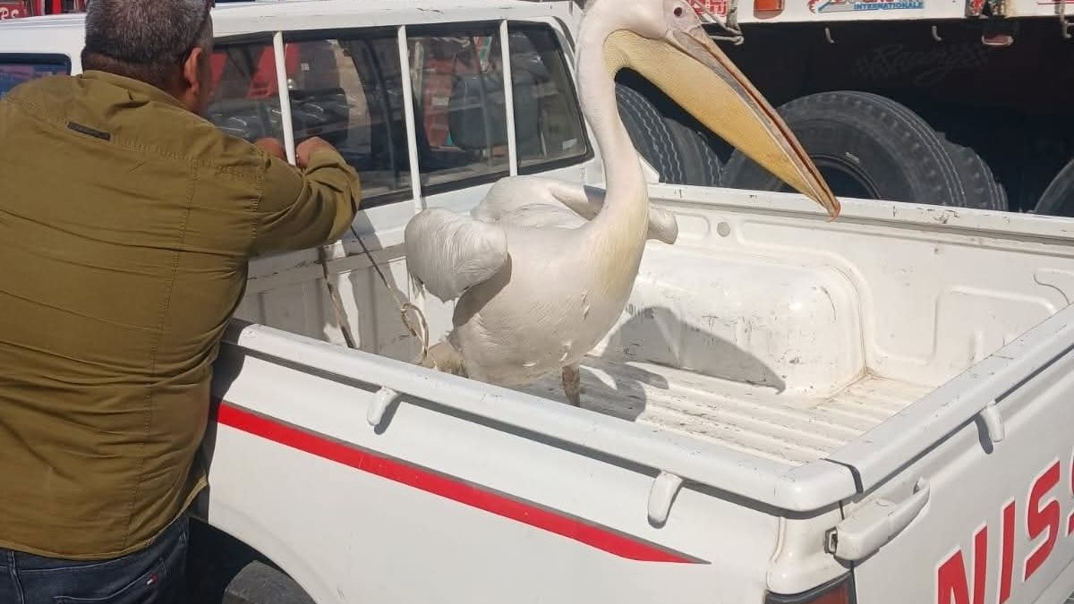 حملة عاجلة للبيئة لضبط ومصادرة طيور البجع المخالِفة بطريق السخنة