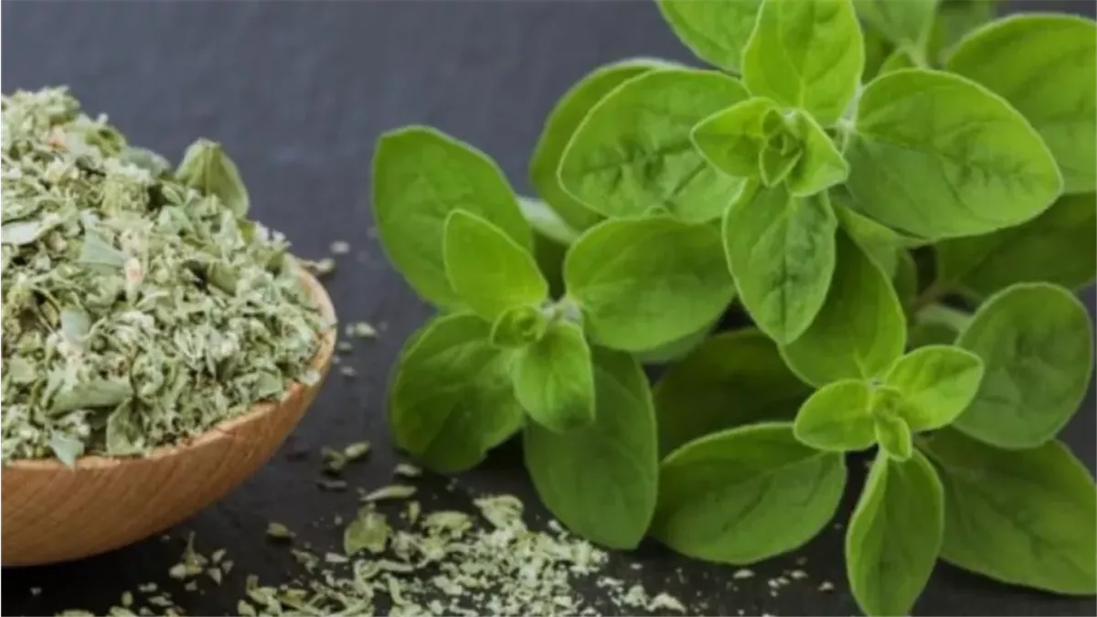 من التراث إلى الطب الحديث.. تعرف على الفوائد الصحية للبردقوش