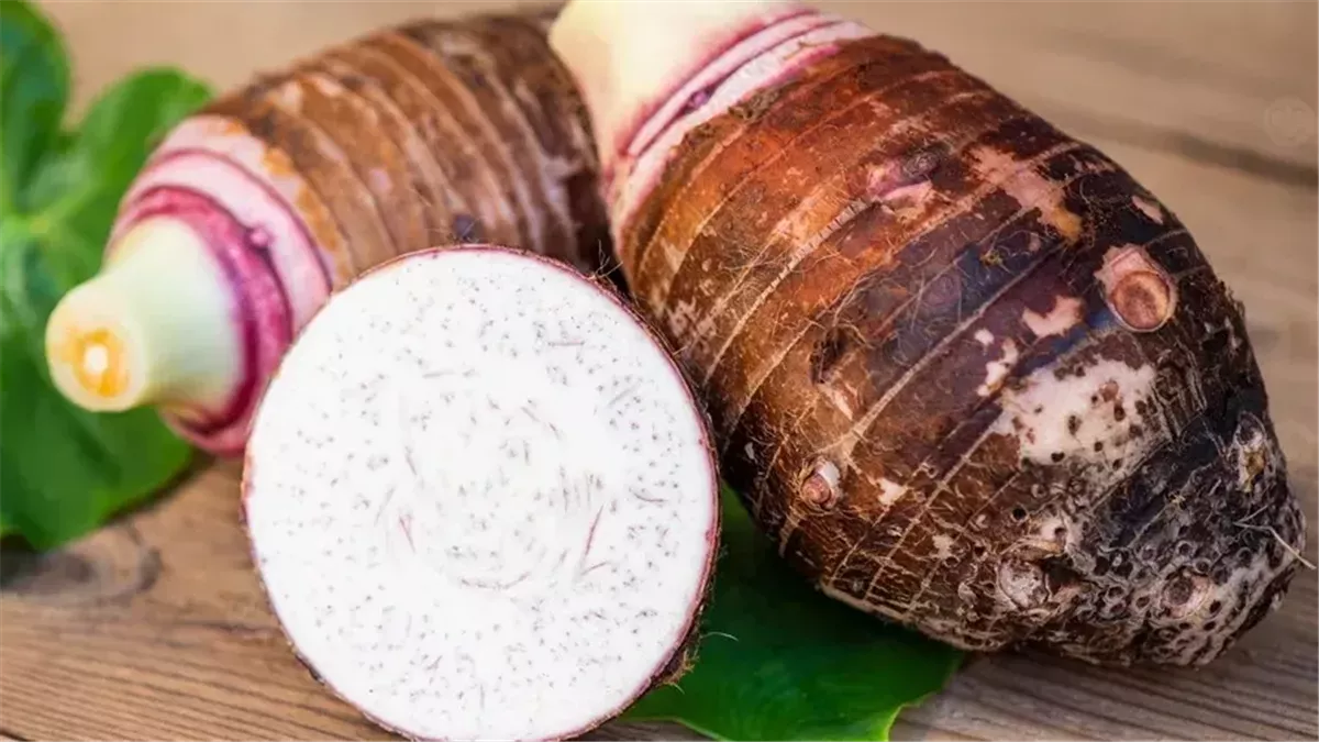 من ضبط السكر لدعم المناعة.. تعرف على الفوائد الصحية للقلقاس