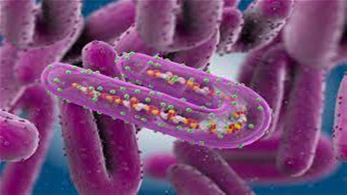 هل توجد إصابات بفيروس ماربورغ في مصر؟ وزارة الصحة تجيب