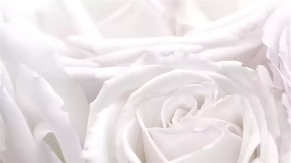 سعادة وحمل قريب.. دلالات إيجابية لتفسير رؤية اللون الأبيض لابن سيرين