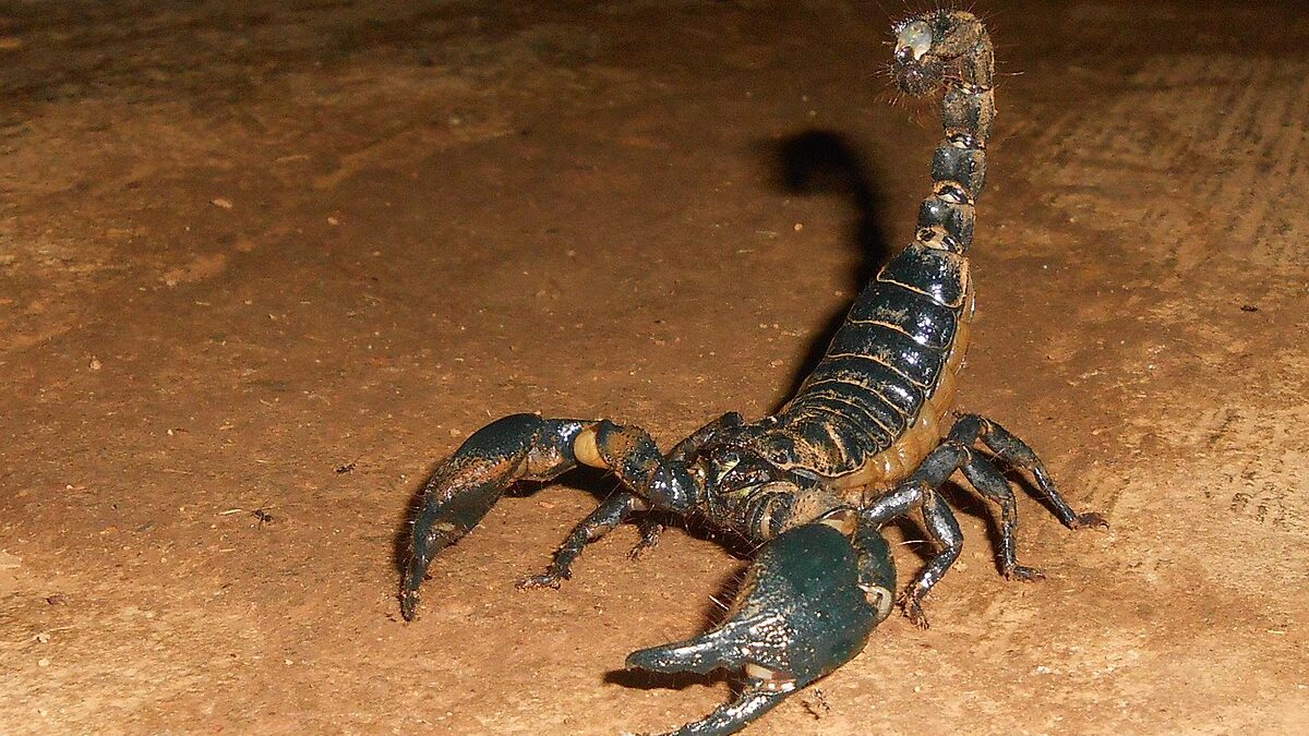 برج العقرب.. حظك اليوم الخميس 6 نوفمبر 2025: الهدوء سيعيد التوازن للعلاقة