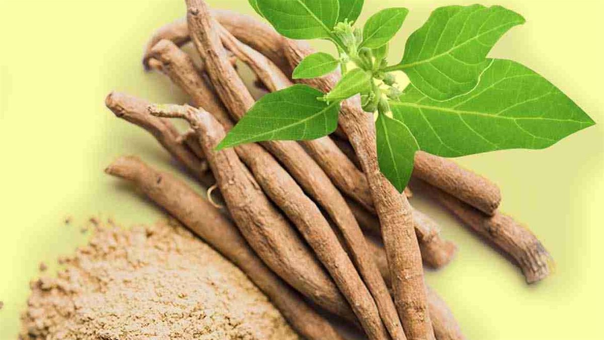 فوائد الأشواجندا.. عشبة طبيعية للتوازن الجسدي والنفسي