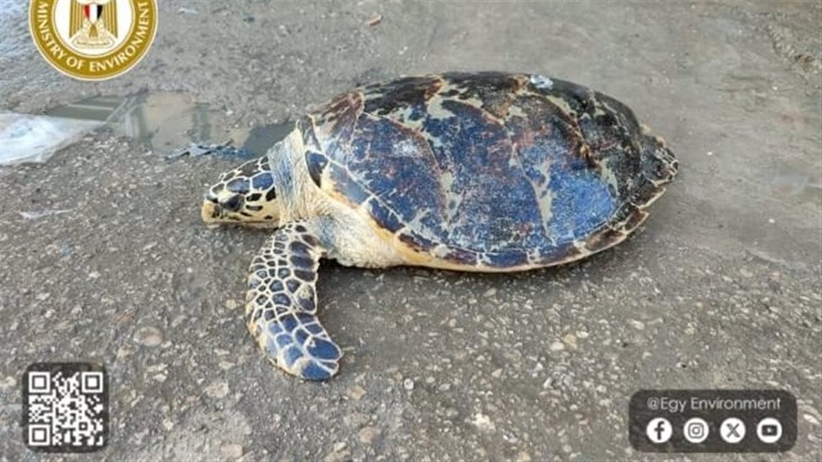 العثور على سلحفاة بحرية بطريق العين السخنة.. تفاصيل