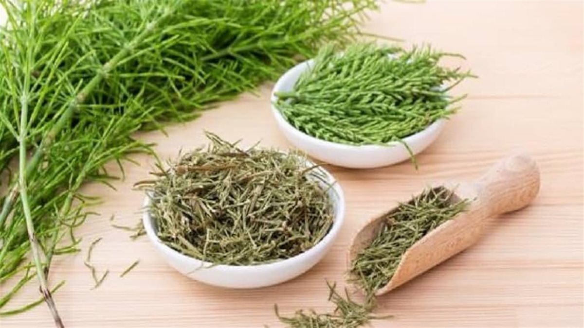 كثافة الشعر وصحة العظام .. تعرف على أبرز الفوائد الصحية لعشبة ذيل الحصان