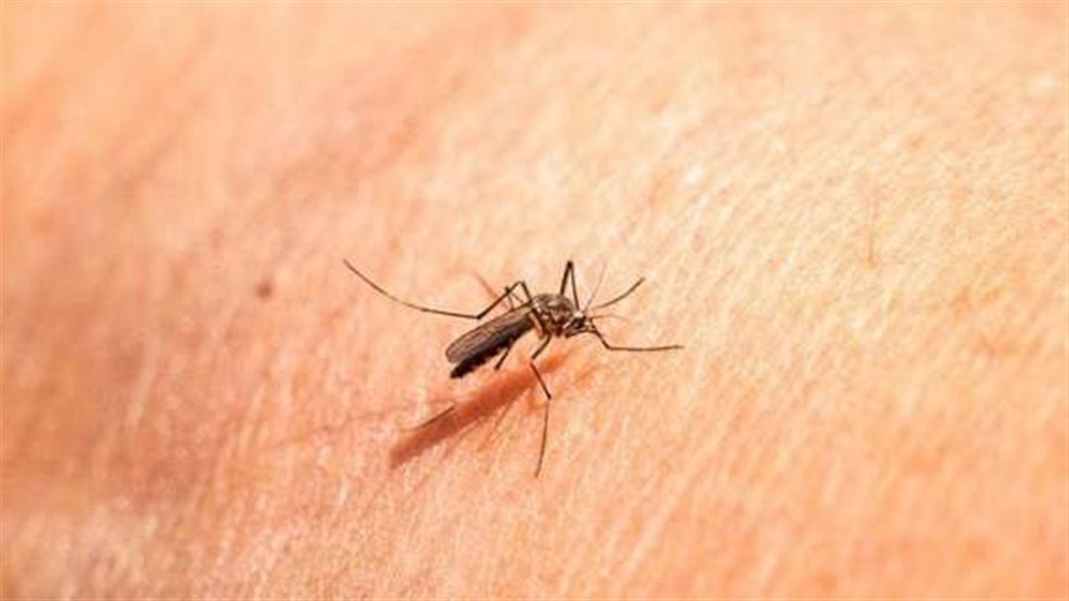 بدون مواد كيميائية.. طرق آمنة وفعّالة للتخلص من الناموس داخل المنزل