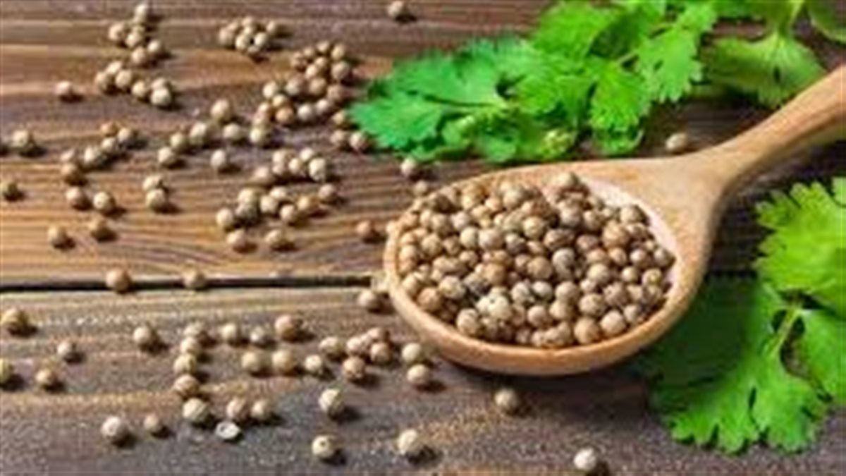 بينها محاربة الشيخوخة.. تعرف على الفوائد الصحية للكزبرة