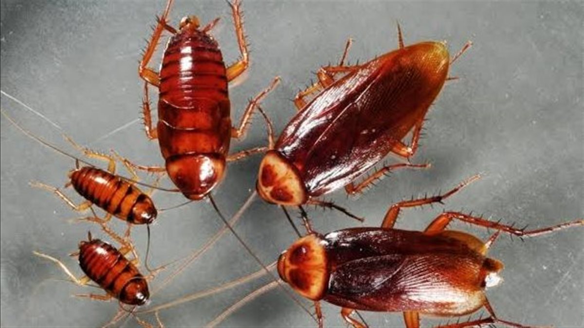 حسد أم سحر؟.. تفسيرات مختلفة لرؤية الصرصار في المنام لابن سيرين