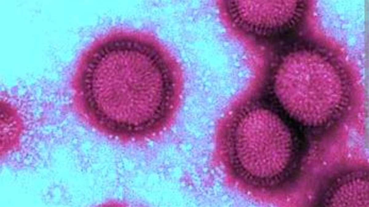 فيروس H1N1 هو إنفلونزا الخنازير؟ أمجد الحداد يكشف مفاجأة لأول مرة