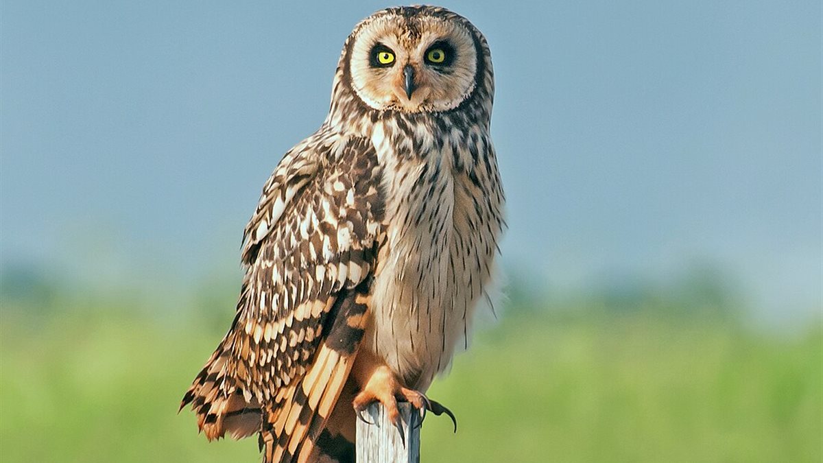 رموز مختلفة لتفسير رؤية البومة في المنام.. وعلاقتها بالشخص الماكر