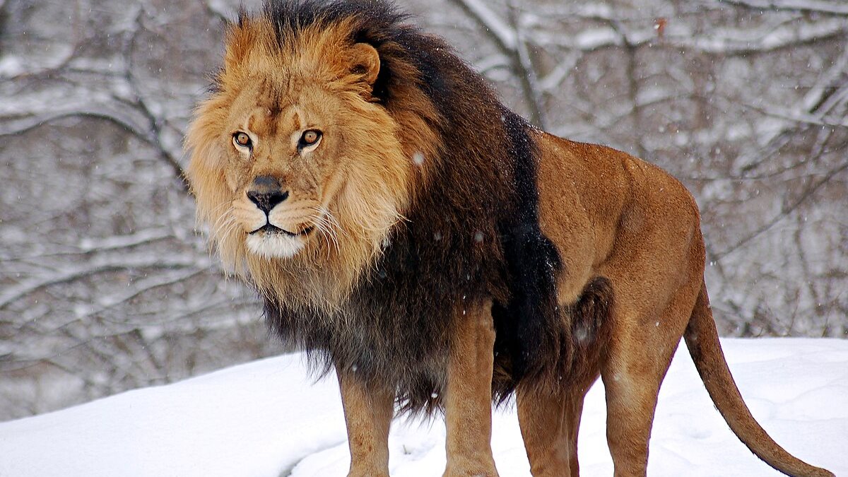 برج الأسد.. حظك اليوم الجمعة 19 ديسمبر 2025: قرارات كبيرة