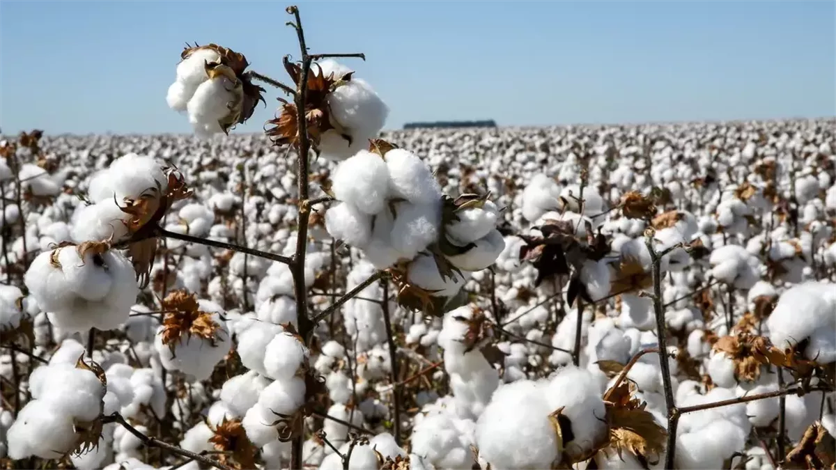 تفسير رؤية القطن في المنام وعلاقتها بزواج العزباء من شخص ثري
