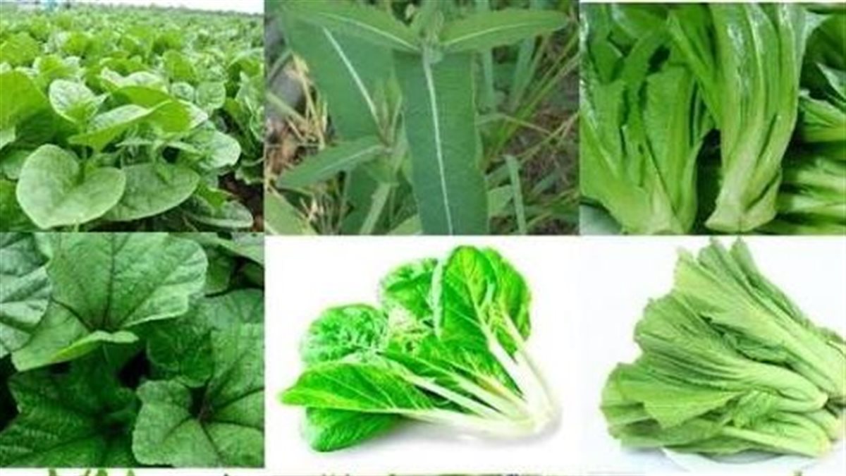 من بينها الخضراوات الورقية.. تعرف على 4 أطعمة تدعم ذاكرتك