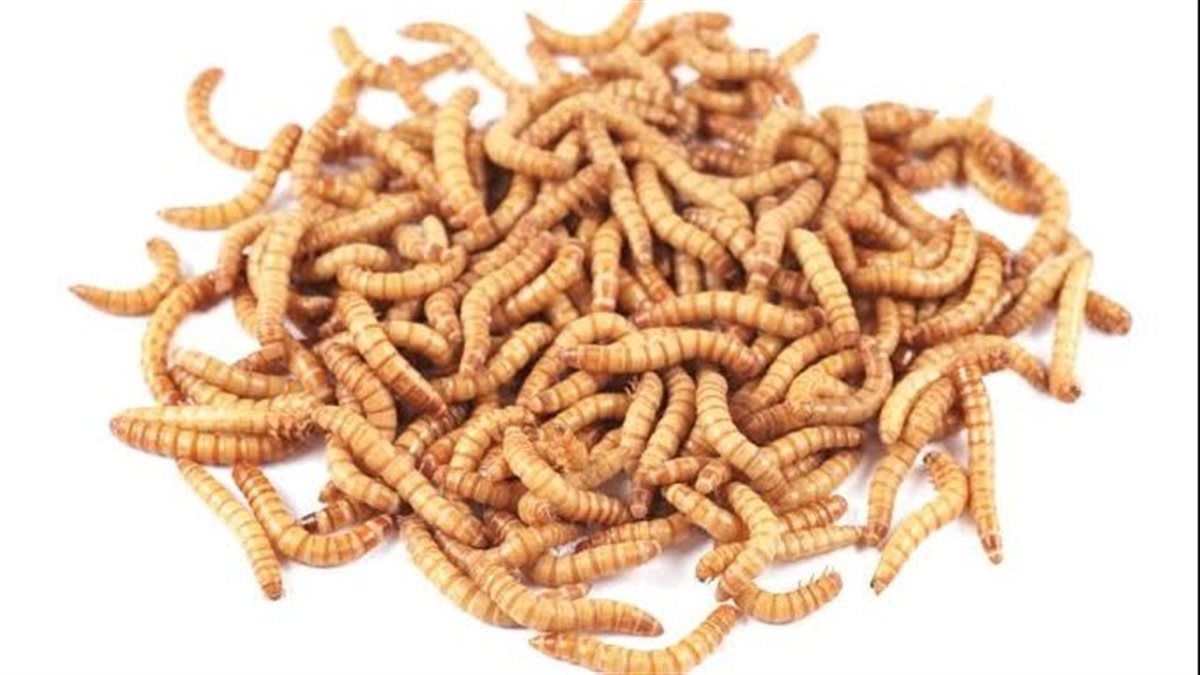 بين الخير والبشرى.. رموز عميقة لتفسير رؤية الدود لابن سيرين