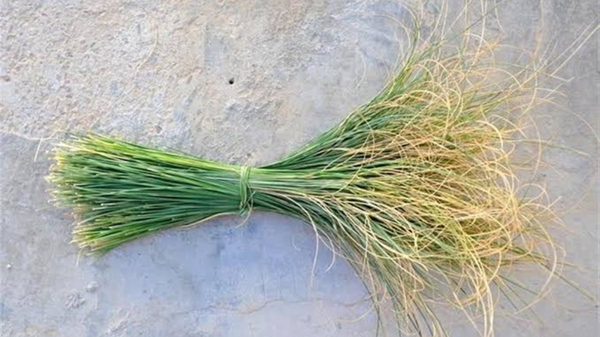 علاج الجهاز الهضمي.. فوائد لا حصر لها لعشبة الحلفا بر