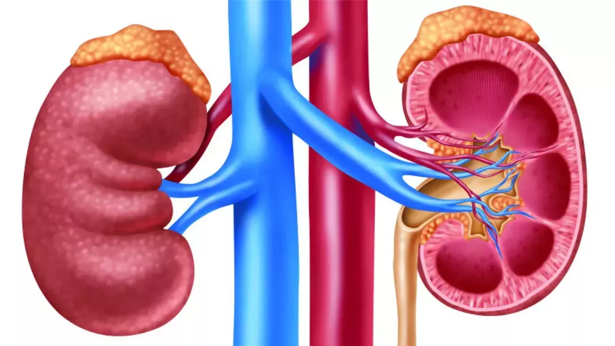 تعرف على أعراض قصور الغدة الكظرية وكيفية تشخيص المرض