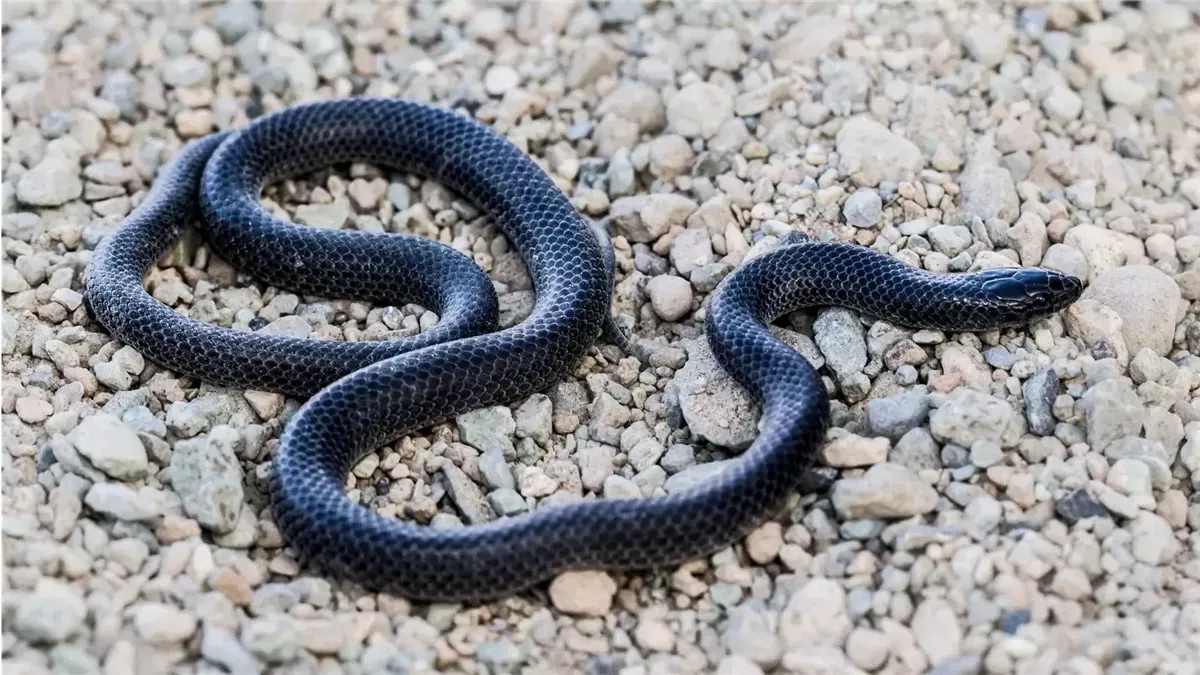 عدو متربص أم حسد؟.. ماذا تشير رؤية الثعبان الأسود لابن سيرين