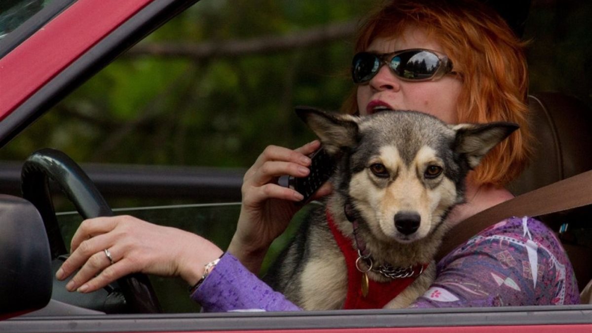 نصائح مهمة لقيادة السيارة بصحبة الحيوانات الأليفة بأمان