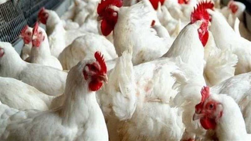توقعات بانخفاض أسعار الفراخ البيضاء إلى 85 جنيها خلال شهر رمضان