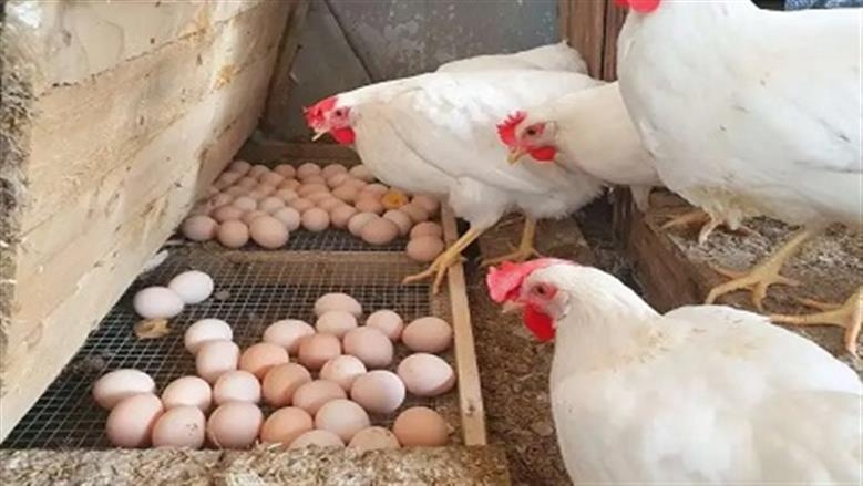 أسعار الدواجن البيضاء تسجل ارتفاعا جديدا ونقيب الفلاحين يكشف الأسباب