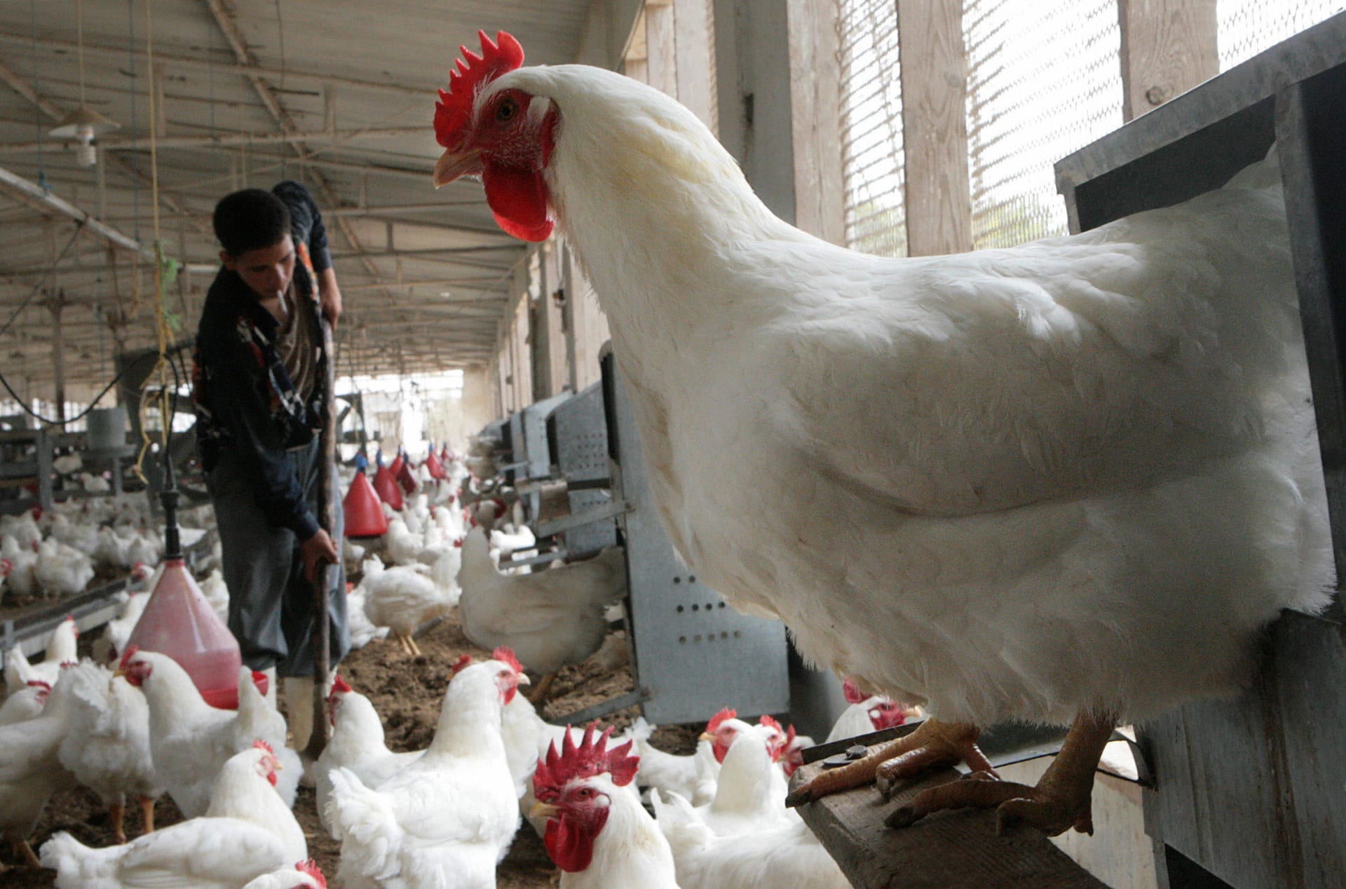 تراجع مفاجئ.. “التموين” تعلن خفض أسعار الدواجن المجمدة بالمنافذ وتطرح كميات إضافية